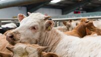 Farming: Latest results from Dungarvan Mart