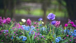 <p>The Garden Gala event will be staged again this year in Tourin. Stock image</p> <p>The Garden Gala event will be staged again this year in Tourin. Stock image</p>