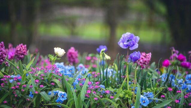 Local Notes: Upcoming events, quiz night, congratulations, Garden Gala and more