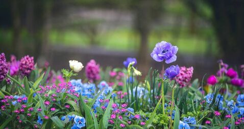 Local Notes: Upcoming events, quiz night, congratulations, Garden Gala and more