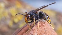 Waterford beekeepers unite to eliminate threat of Asian Hornet 