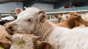 ICMSA criticise 'failure' to supervise grading and stat collection in beef factories
