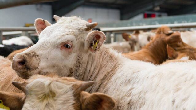 ICMSA criticise 'failure' to supervise grading and stat collection in beef factories