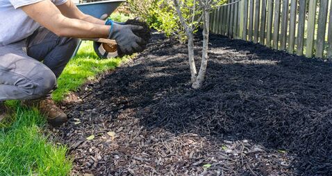 Green Fingers: Getting ready for the growing season