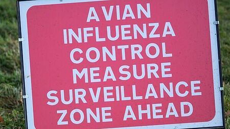 Disease controls imposed as suspected bird flu case flagged in Omagh