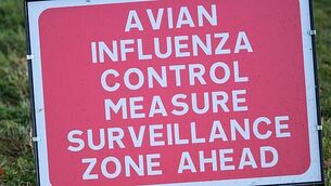 Army personnel drew weapons during Shannon airport incursion