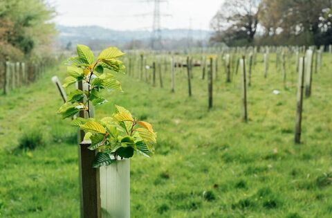 Forestry: Planting for the future under the Social and Woodland Scheme