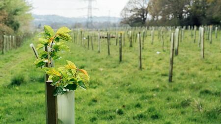 Forestry: Planting for the future under the Social and Woodland Scheme