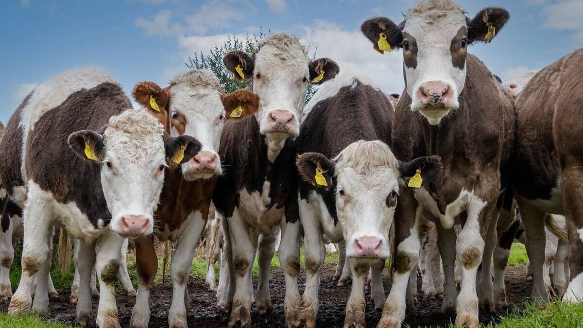 Farming: Latest results from the sales rings at Dungarvan Mart
