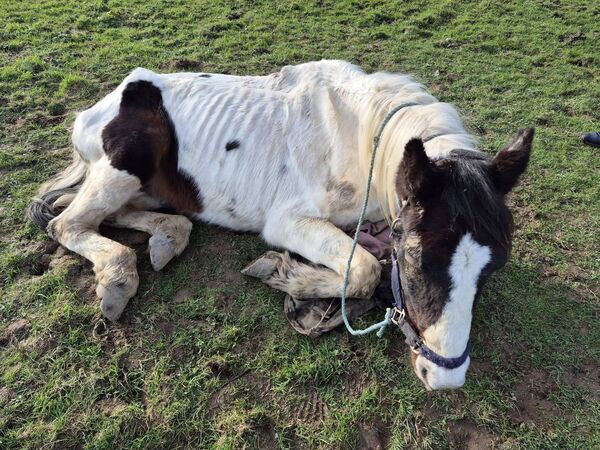 The mare was malnourished, dehydrated and had a severe infection. Picture: Waterford Animal Welfare on Facebook. 