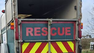 <p>Waterford Animal Welfare were checking on horses and had their box when they got the call. Picture: Waterford Animal Welfare.</p>