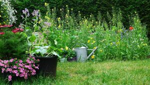 Green Fingers: The avalanche of flowers is coming