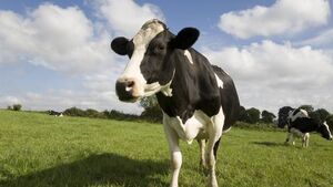 Farming: Latest results from Dungarvan Mart