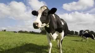 <p>Dungarvan Mart will hold a clearance sale of 40 cows on Monday, March 23</p>