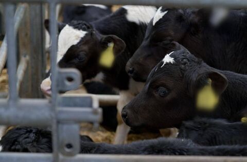 Farming: ICMSA call for Bluetongue vaccine to be made available in smaller volumes