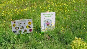 Waterford City and County Council do not have a biodiversity officer