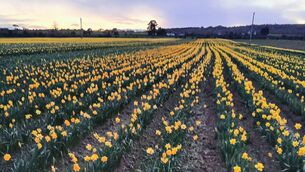 <p>People can pick their own daffodils to celebrate the season of spring.</p>