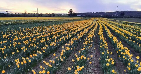 Daffodil picking event happening in Waterford this weekend