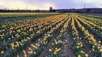 Daffodil picking event happening in Waterford this weekend