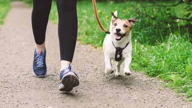 <p>Dog owners who do not have a licence are urged to get one before a warden asks to see it</p>
