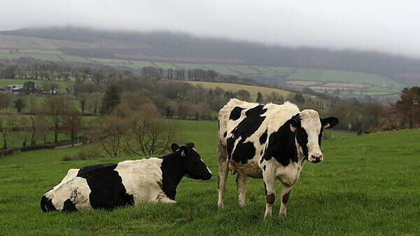 Government set to spend €600,000 on 'social farming model'