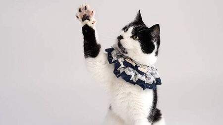 Piano-playing rescue cat from Wicklow a whisker away from stardom after landing major TV role