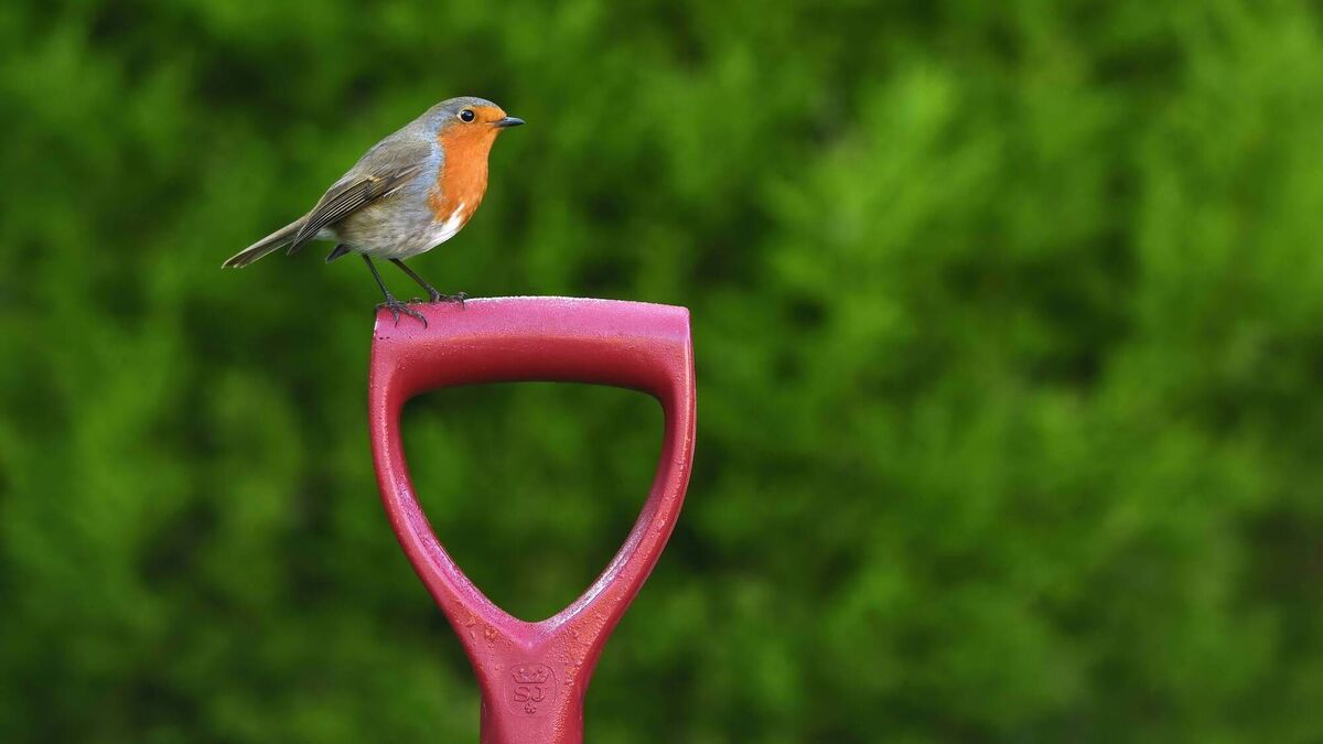 Learn all about birds at free biodiversity event in Waterford