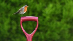Learn all about birds at free biodiversity event in Waterford