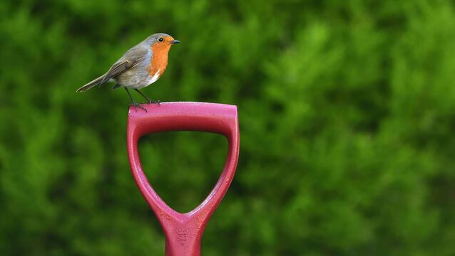 <p>Local expert ecologist and wildlife photographer Denis Cullen will share his beautiful photography and knowledge on caring for the birds in your garden</p>
