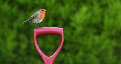 Learn all about birds at free biodiversity event in Waterford