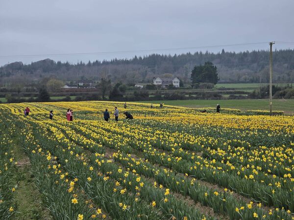 The daffodil picking field located in Portlaw.