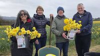 Waterford daffodil picking event raises over €3,000 for Irish Cancer Society