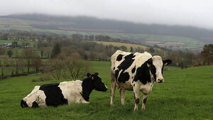 Farmers selling cattle to pay their children's drug debts after gang intimidation