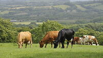 Farmers slam supermarket milk and butter price cuts as 'kick in the teeth'