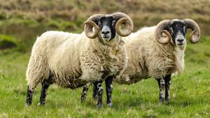 Farming: Minister announces opening of Sheep Improvement Scheme to new entrants