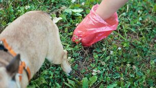 <p>Councillor Donnchadh Mulcahy pointed out that dog fouling is not just about aesthetics but public health and safety</p> <p>Councillor Donnchadh Mulcahy pointed out that dog fouling is not just about aesthetics but public health and safety</p>