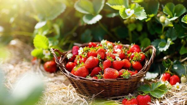Green Fingers: Fruits of the forest