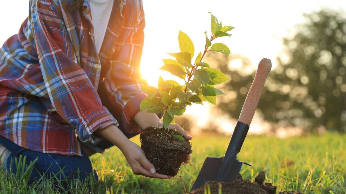 Waterford groups team up to plant hundreds of trees for growing pocket forest project