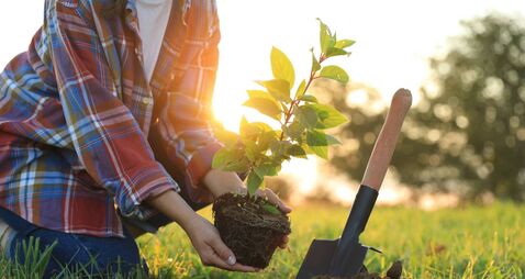 Waterford groups team up to plant hundreds of trees for growing pocket forest project