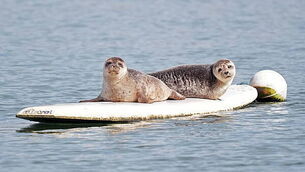Close associate of Gerry ‘The Monk’ Hutch arrested in Spain