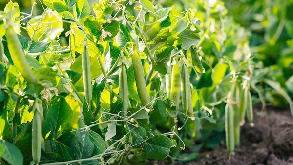 Green Fingers: Spring all up in the air