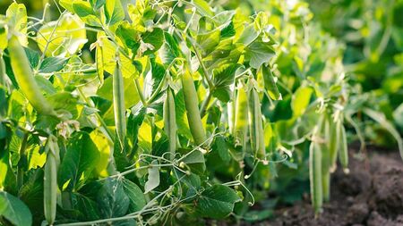 Green Fingers: Spring all up in the air