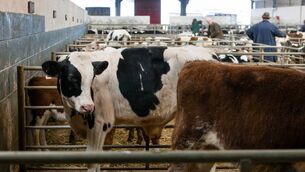 <p>There is exceptionally high demand for all types of cows, bullocks and heifers.</p>