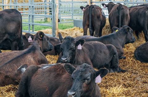 Farming: Minister Heydon announces opening of €4 million Dairy Beef Weighing Measure