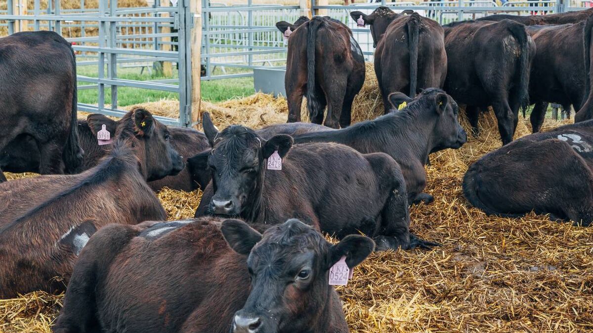 Farming: Minister Heydon announces opening of €4 million Dairy Beef Weighing Measure