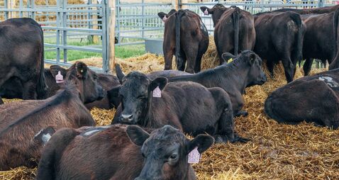 Farming: Minister Heydon announces opening of €4 million Dairy Beef Weighing Measure
