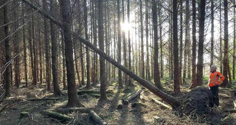 Reconstitution Scheme for Windblown Forests opens for applications