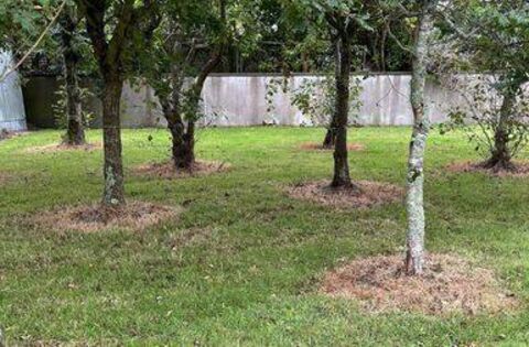 Council says some people think weed killer 'adds to the appearance' of trees
