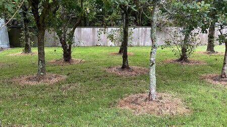 Council says some people think weed killer 'adds to the appearance' of trees