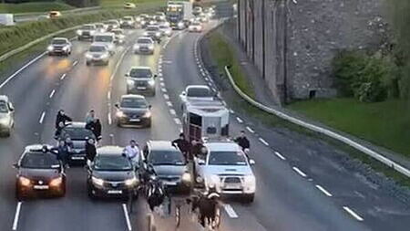 Sulky racing on 'busy motorway' sparks calls for stronger animal welfare protections